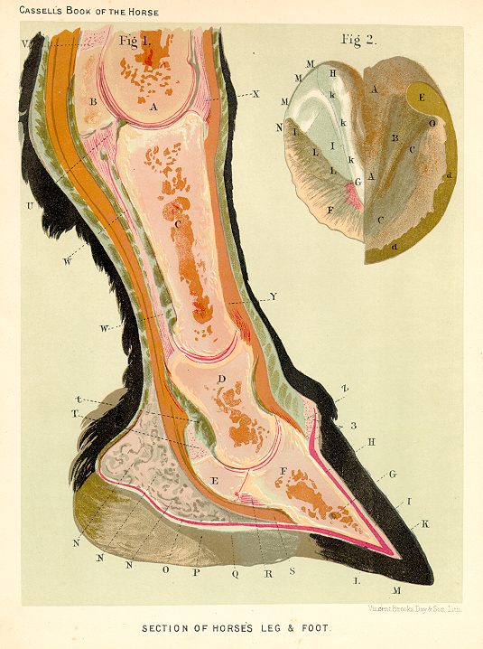 Horse anatomy, Section of leg & foot, 1885