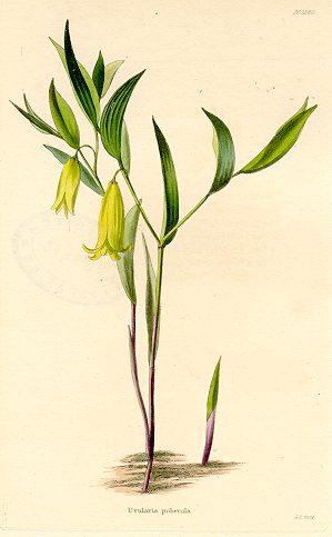 Uvularia puberula (botanical), 1823