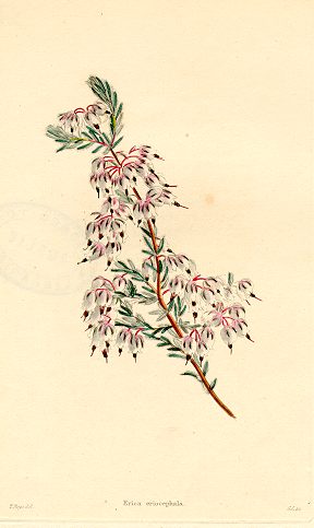 Erica eriocephala (botanical), 1823