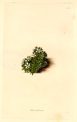 Aretia pubescens, (botanical), 1823