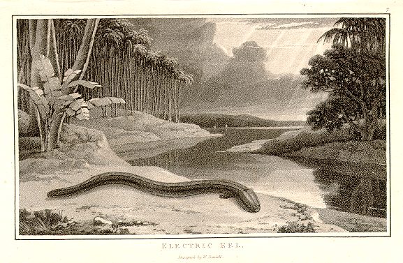 Electric Eel, Beauties of Nature Displayed, 1807