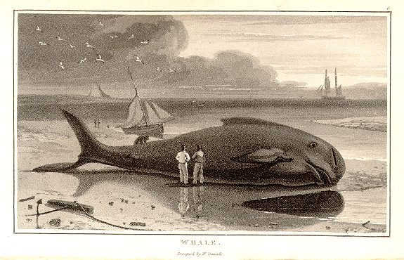 Whale, Beauties of Nature Displayed, 1807