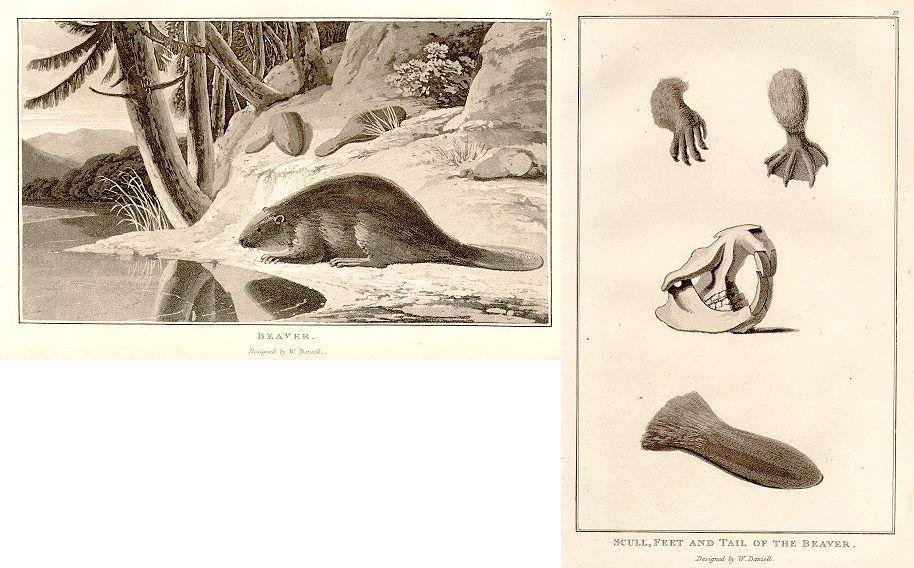 Beaver (2 prints), 1807