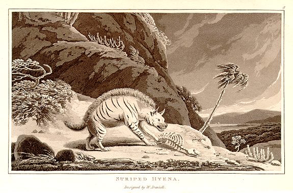 Striped Hyena, 1807