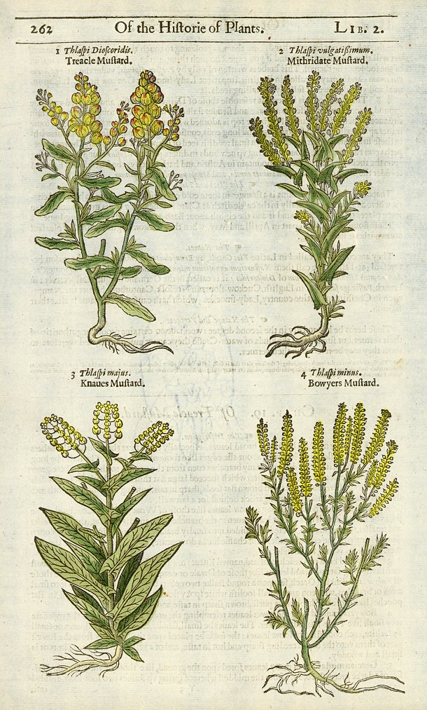 Mustard, botanical by Gerard, 1597