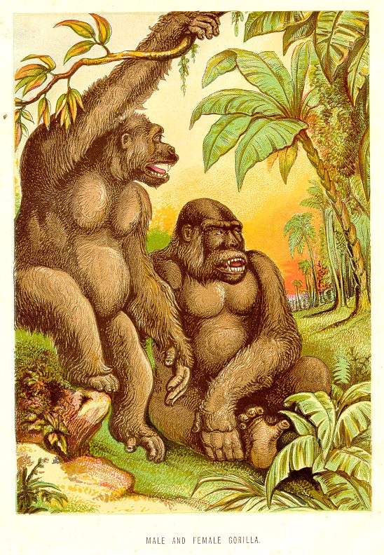 Male and Female Gorilla, 1890