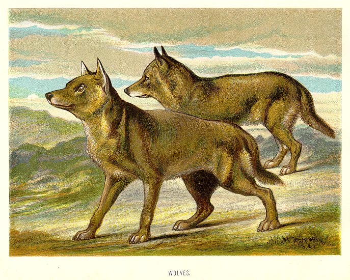 Wolves, 1890