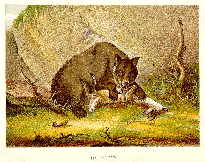 Bear and it's prey, 1890