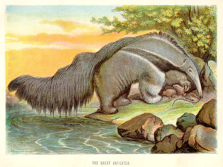 Great anteater, 1890