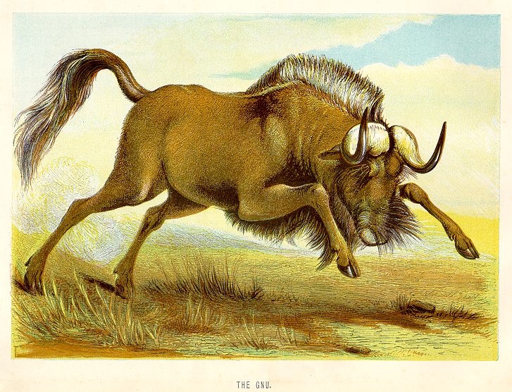 Gnu, 1890