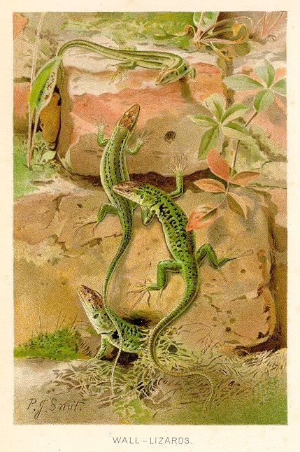 Wall-Lizards, 1893