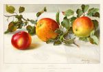 Apples, 1900