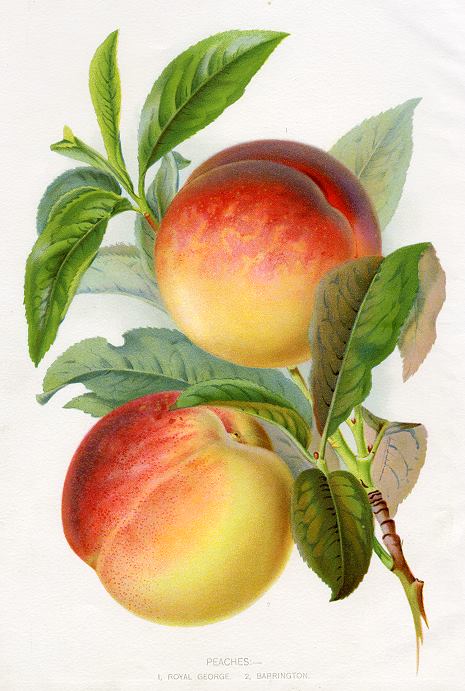 Peaches, 1900