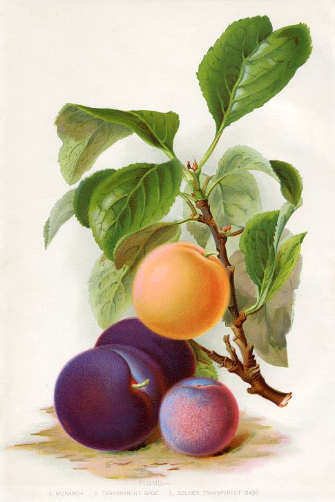 Plums, 1900