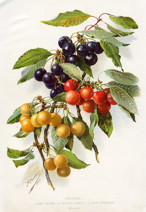 Cherries, 1900