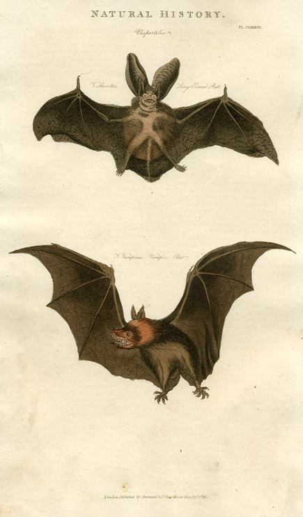 Bats - Long-Eared Bat and Vampire Bat, 1819