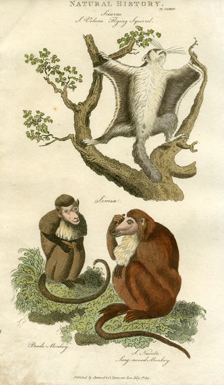 Monkeys & Flying Squirrel, 1819