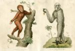 Primates, 1819