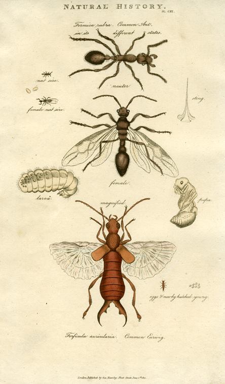 Insects - Ants, 1819