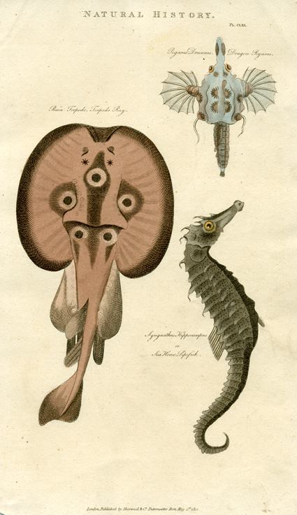 Torpedo Ray, Dragon Pegasus & Seahorse, 1819