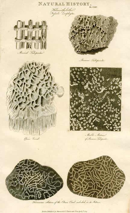 Fossils, 1819