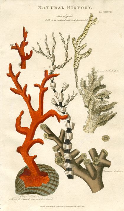 Coral, 1819