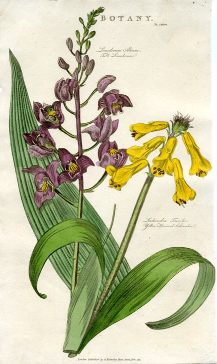 Limodorum & Lachenalia, 1819