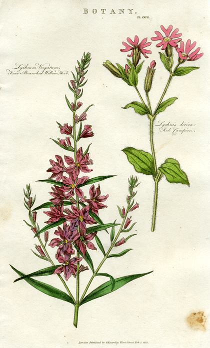 Willow Herb & Red Campion, 1819