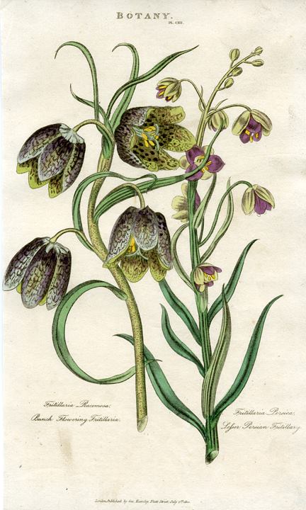 Fritilleries, 1819