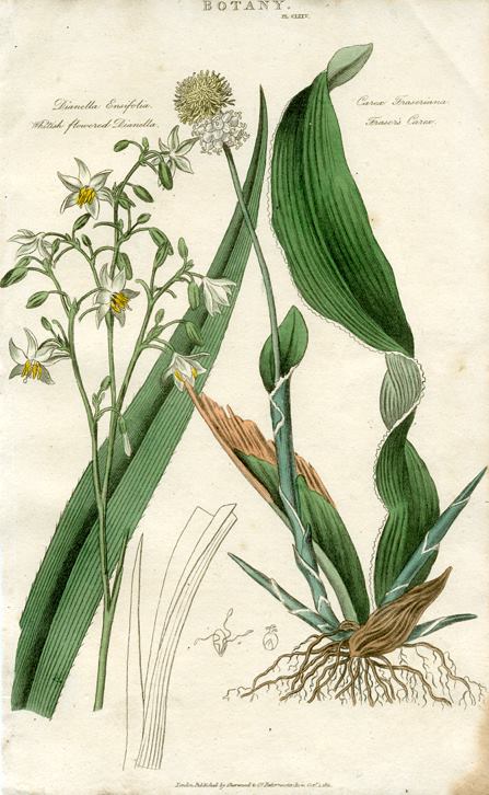 Dianella & Fraser's Carex, 1819