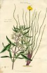 Dianella & Fraser's Carex, 1819