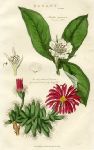 Common Medlar & Fig-Marigold, 1819