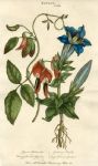 Glycine & Gentian, 1819