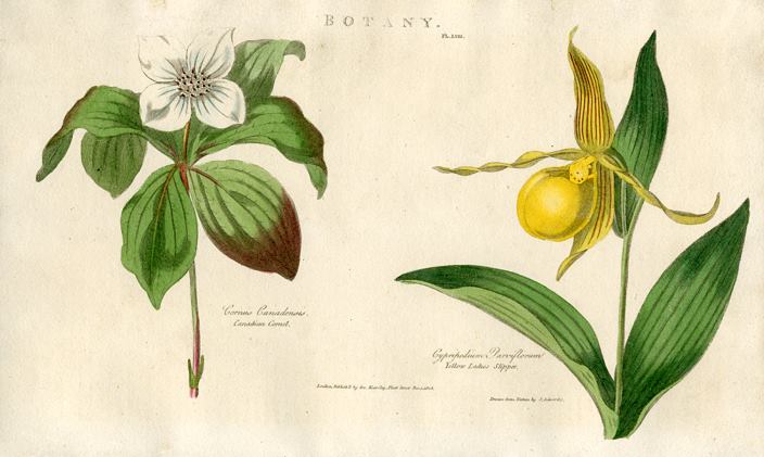 Canadian Cornel & Yellow Ladies Slipper, 1819