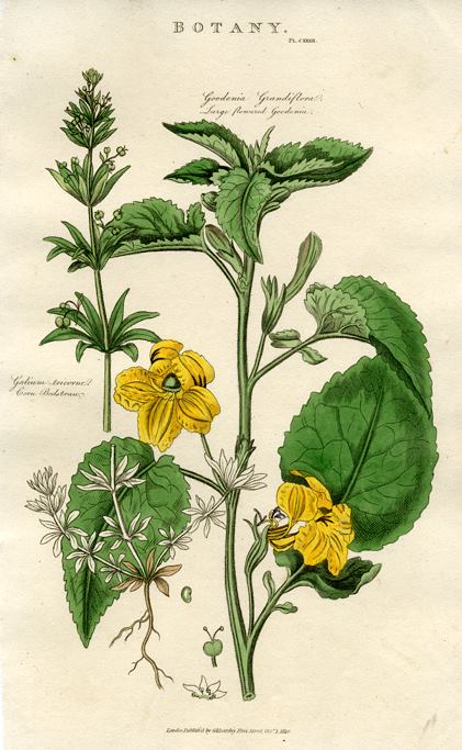 Goodenia & Corn Bedstraw, 1819