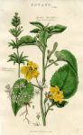 Goodenia & Corn Bedstraw, 1819