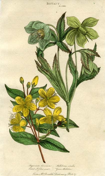 St.John's Wort & Green Hellebore, 1819