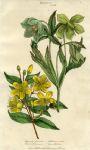 St.John's Wort & Green Hellebore, 1819