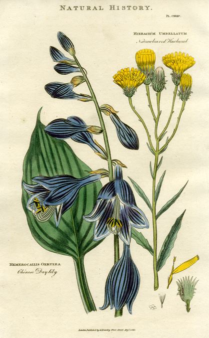 Chinese Daylily & Hawkweed, 1819