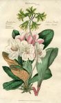 Caucasian Rhododendron & Northern Borealis, 1819