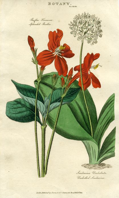 Splendid Ruellia & Umbelled Smilacina, 1819