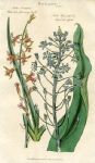 Pink late-flowering Squill & Hyacinth Squill, 1819