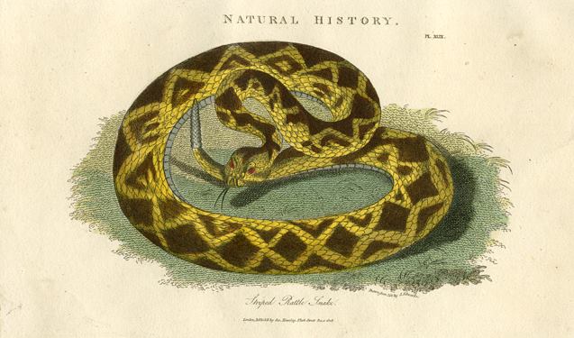 Striped Rattlesnake, 1819