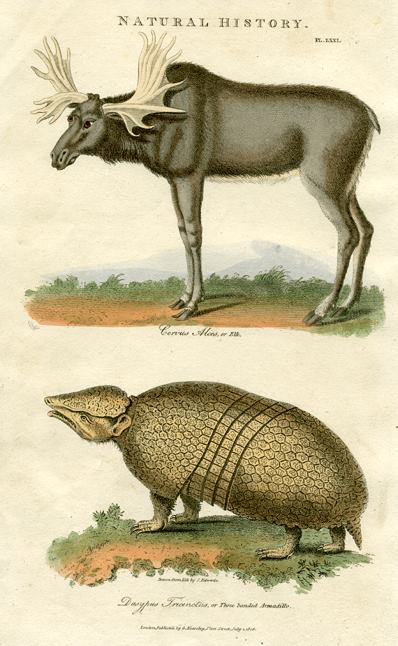 Elk & Armadillo, 1819