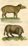 Tapir & Sukotyro (of Java), 1819