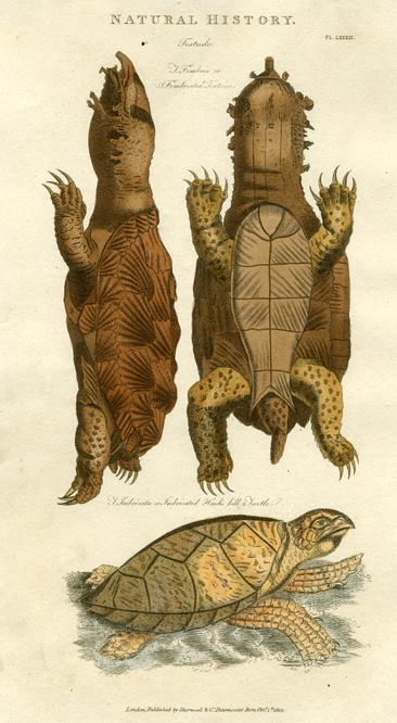 Tortoise & Turtle, 1819