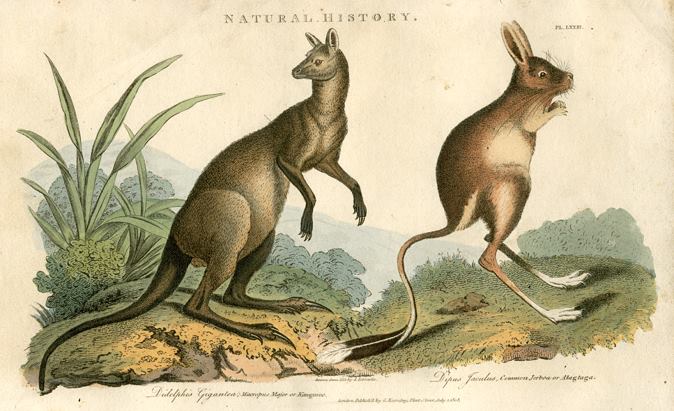 Kangaroo & Jerboa, 1819