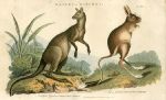 Kangaroo & Jerboa, 1819