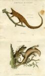 Long-tailed Manis & Two-toed Ant Eater, 1819