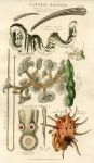 Microscopic life, 1819